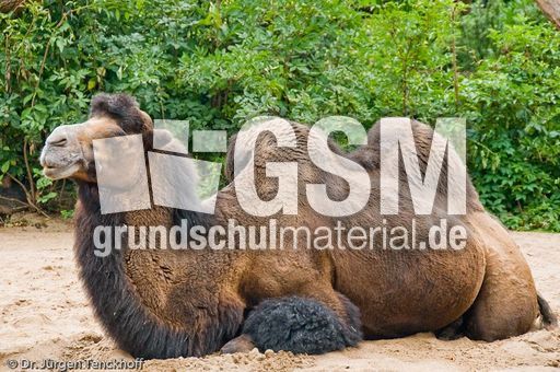 Kamel (80 von 108).jpg